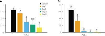 Effects of chilling on the photosynthetic performance of the CAM orchid Phalaenopsis